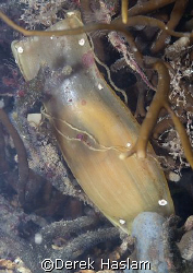 Mermaid's purse. Menai strait's. D200, 60mm. by Derek Haslam 